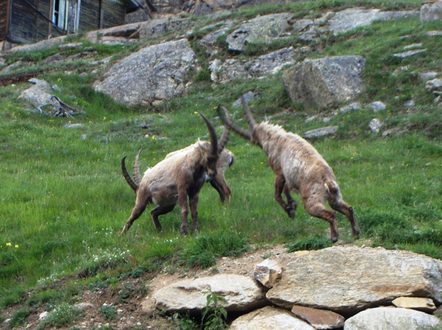 ABITANTI DELLA VALSAVARENCHE , PARCO NAZIONALE GRAN PARADISO